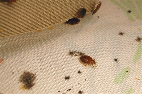 Pest Exterminator Bed Bugs Pest Control