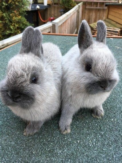 Netherland Dwarf Rabbits For Sale Ready Now Buckingham