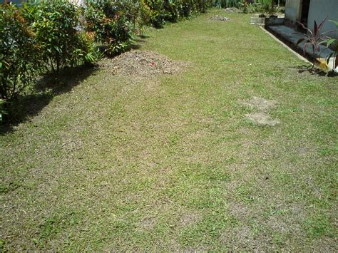 Sepit udang untuk hiasan yang diletakkan di telinga kiri dan kanan. Jom Tanam Bunga: Bunga Sepit Udang Dengan Belimbing Buluh