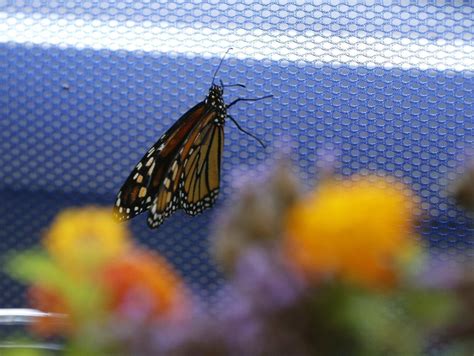 Monarch Festival Celebrates Oklahomas Role In Butterfly Migration