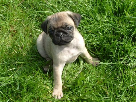 She is always up for an adventure. Pug Puppies For Sale | Hutchinson, MN #269725 | Petzlover