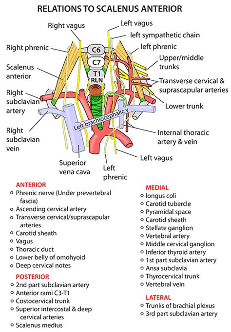 Instant Anatomy Head And Neck Muscles Scalenus Anterior Relations