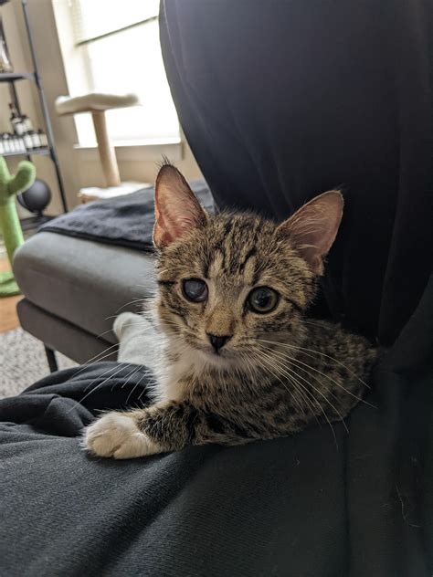 Rescued Kitten Needs Forever Home Rnova