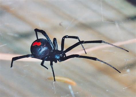 Ilalio My Information Report About Redback Spiders