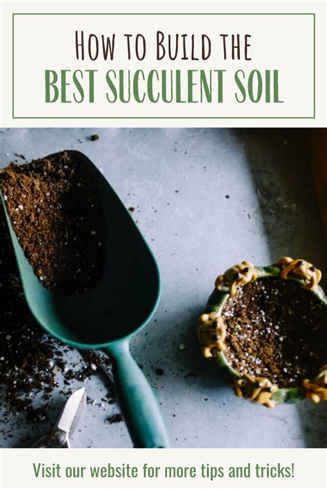 What Is The Best Succulent Soil A Comprehensive Guide Artofit