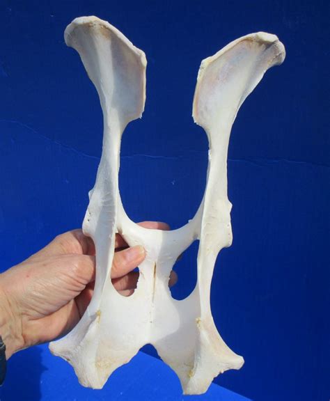 10 12 Inches Real Whitetail Deer Pelvis Bone For 1499