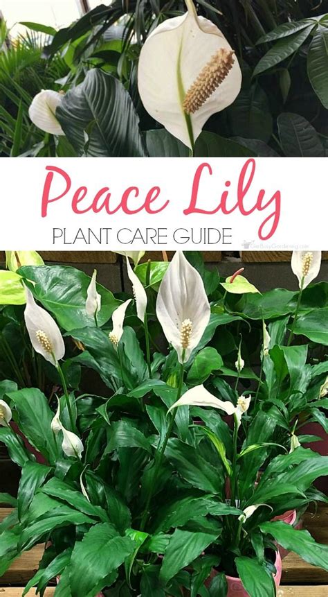 Peace Lily Plant Care Guide How To Grow A Peace Lily Lily Plant Care