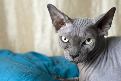 sphynx cat stock image  science photo library