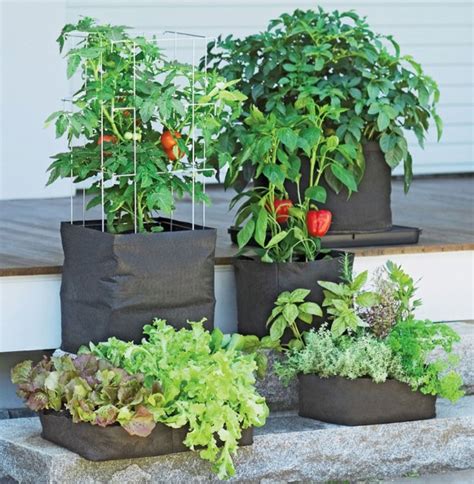 Tomatoes Maximize Growth With Grow Bags For Exceptional Harvests 1