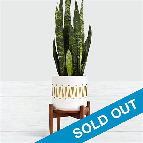 How to propagate snake plant? Snake Plant- Tabletop Plant with Stand