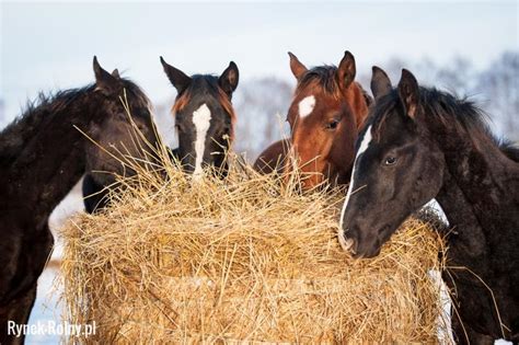 La horse (bof la horse). Konie karmione sianem - zdjęcie 1 - Pasze objętościowe ...