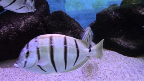 Striped Black And White Tropical Fish At Sea Life Park Hawaii Youtube