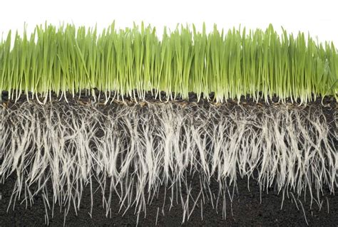 Tips How To Achieve A Healthy Root System Erbert Lawns