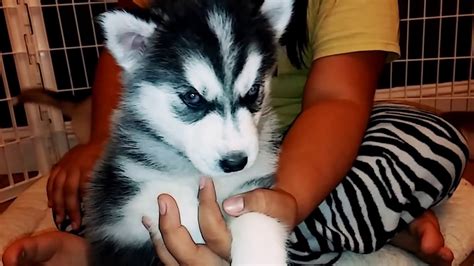 We have 5 husky puppies for sale that are dog world kennel club registered (4 girls one boy) not ready to go yet as they are only 5 weeks old. 心に強く訴える Siberian Husky Puppies For Sale Price Philippines - さととめ