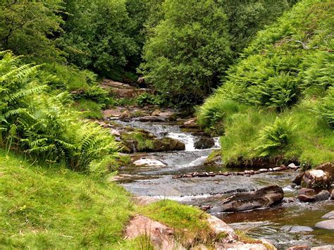 Peaceful Stream A Lot More Detail In Large Another