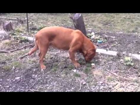 However, dogs can throw up for a variety of reasons, many of which can be serious. Big Dog Throws Up - YouTube