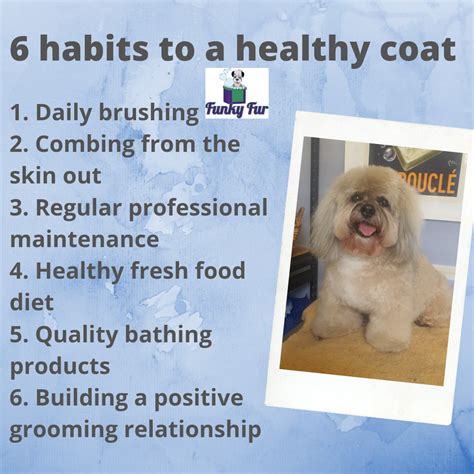 What Makes A Dogs Coat Healthy