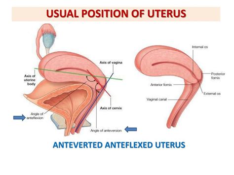 Ppt Anatomy Of The Female Reproductive System Powerpoint Presentation Id2155793