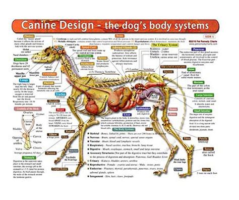 The Dogs Body Systems A Double Sided Uv Protected Laminated Dog