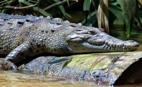 Soñar con cocodrilos puede significar que existe algo de gran poder acechándolo, justo debajo de la superficie de su mente inconsciente. Significado de soñar con cocodrilos (con imágenes ...