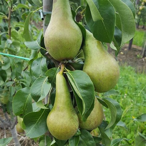 Conference Moors Giant Pear Tree Pyrus Trees For Sale