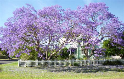 Australian native flowers in season in february. The dream tree: Jacaranda, Sydney icon | Sydney Living Museums