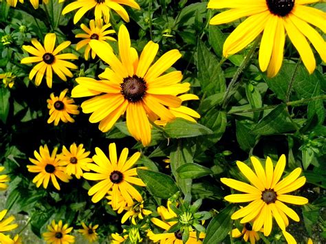 Yellow flower meanings in history. Free picture: yellow flowers, garden, details