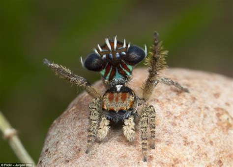澳洲发现蜘蛛新品种 色彩鲜艳似外星生物 博士 蜘蛛 孔雀 新浪新闻