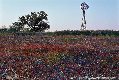 Wildflowers And Windmill Highlights Texas Wildflowers Bluebonnets