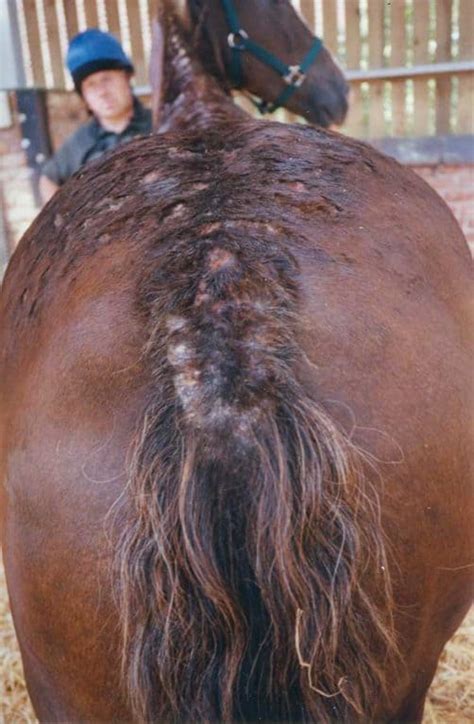 Sweet itch | horse skin allergies | Horse and Rider
