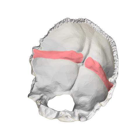 Fileoccipital Bone Groove For Transverse Sinus Close Up2png