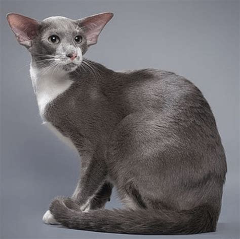 Are Oriental Shorthair Cats Friendly Cats Catman