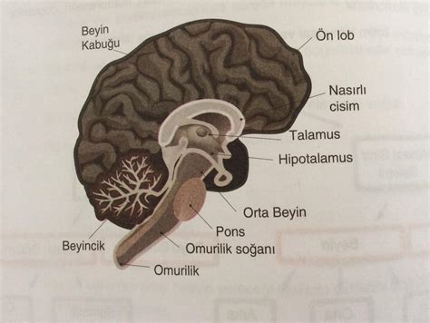Aaccİll Uç Beyinle Beyin Kabuğu Aynı şey Mibildiğim Kadarı Ile Uç Beyinön Beynin Bir