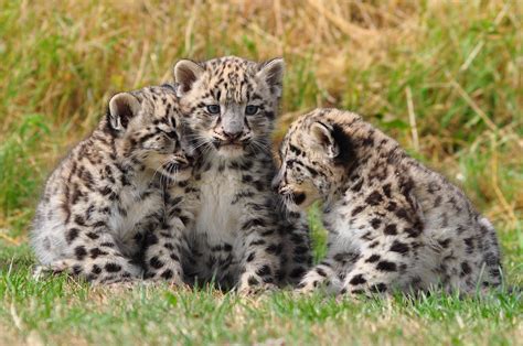 Snow Leopard Cubs Two Month Old Snow Leopard Cubs At The C Flickr