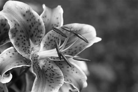 Hd Wallpaper Stargazer Lily Black White Grayscale Nature Flower