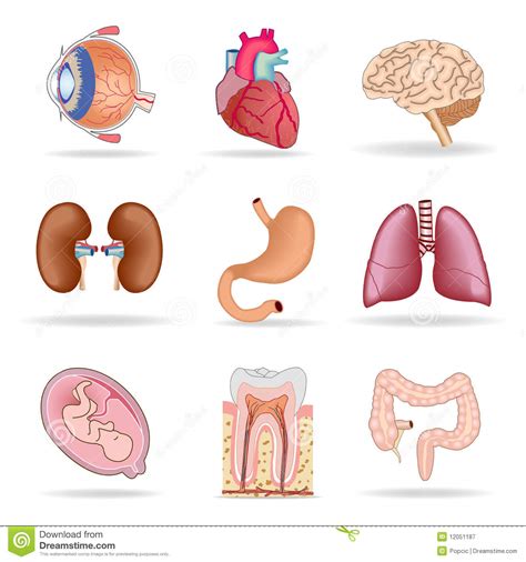 Human Organs Stock Vector Image Of Internal Lung