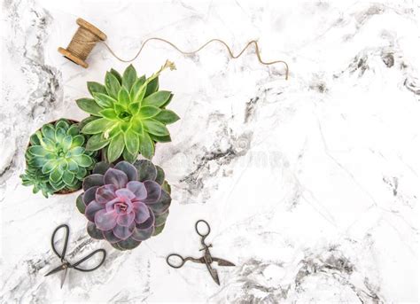 Succulent Plants Floral Flat Lay Stock Image Image Of Succulent