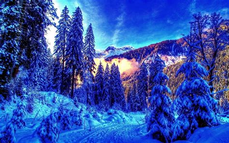 Download 4k Winter Wallpapers High Quality Snowy Pine Trees Forest On
