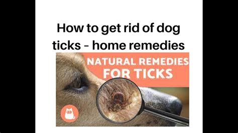 How To Get Rid Of Dog Ticks Home Remedies Youtube