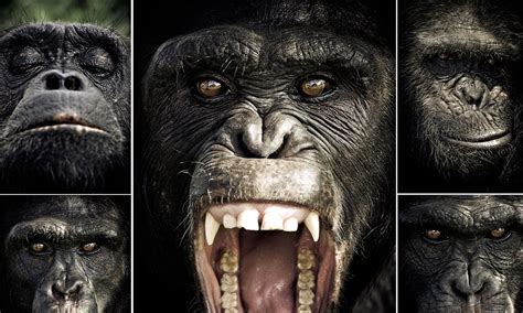 Incredible Images Show The Expressive Faces Of Chimpanzees Daily Mail