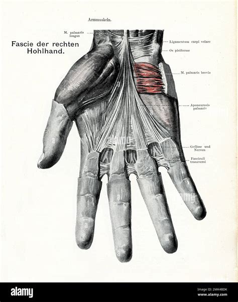 Vintage Illustration Of Anatomy Of The Fascie And Interossei Muscles