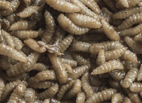 Maggot Farming Gets Wriggling As New Age Stockfeed Option Farm Online