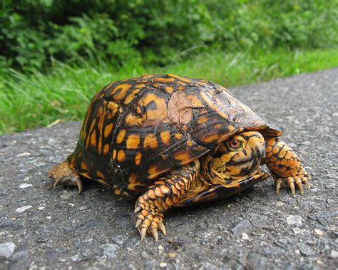 Water temperature should be kept between 72 and 77 f (22 to 25 c) day and night. All about box turtles | Welcome Wildlife