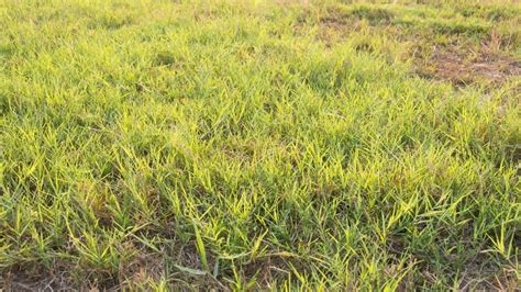How To Keep Weeds Out Of Bermuda Grass — Complete Guide