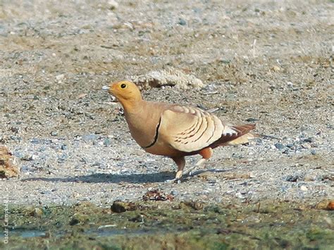 Chestnut Bellied Sandgrouse