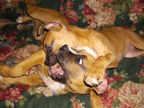 Severe Hives Page 2 Boxer Forum Boxer Breed Dog Forums