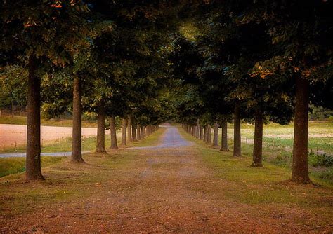 Roadside Trees Cool Trees Roadside Hd Wallpaper Peakpx