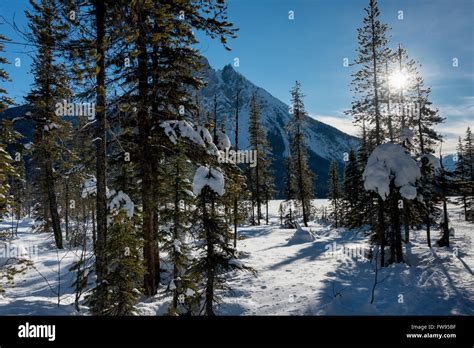 Snow Covered Trees With Mountain In Winter Emerald Lake Field