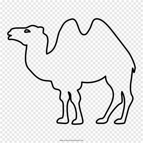Dromedary Bactrian Unta Buku Mewarnai Menggambar Camello Binatang