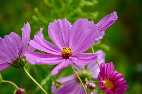 Free Images Flower Flowering Plant Petal Garden Cosmos Daisy